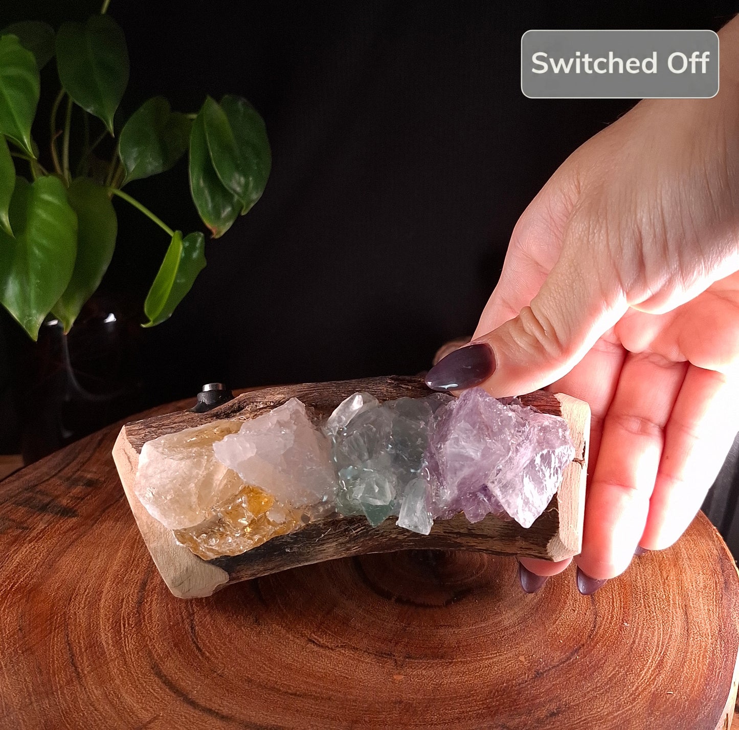 The Four-Crystal Spectrum & Mindil Beach Driftwood Lamp