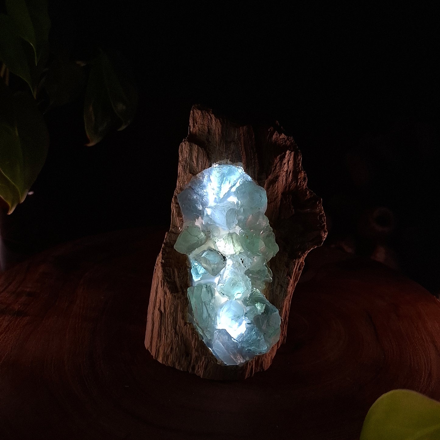 Raw Fluorite & Driftwood Artisan Crystal Lamp