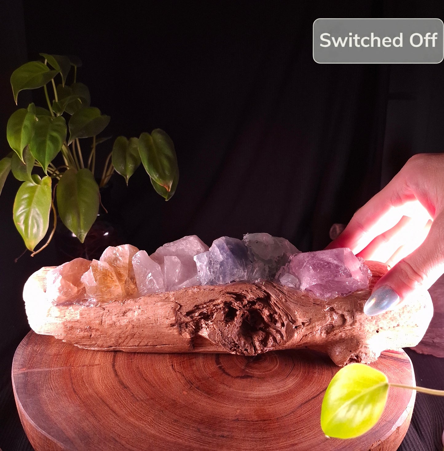 The Mindil Driftwood Grand Rainbow Lamp