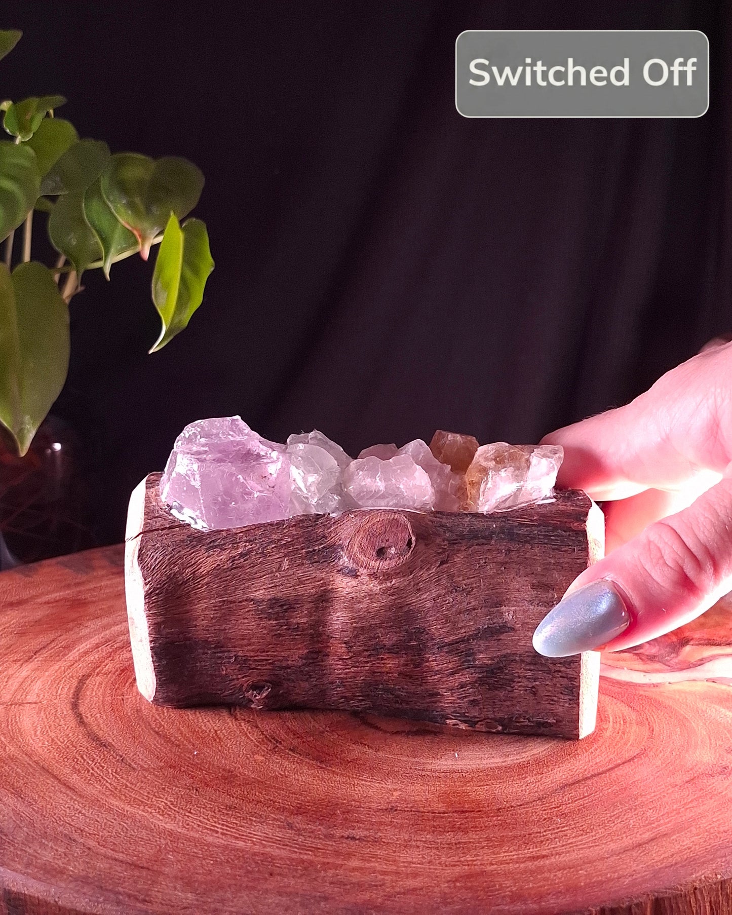 The Humpty Doo Eucalyptus Grand Rainbow Lamp