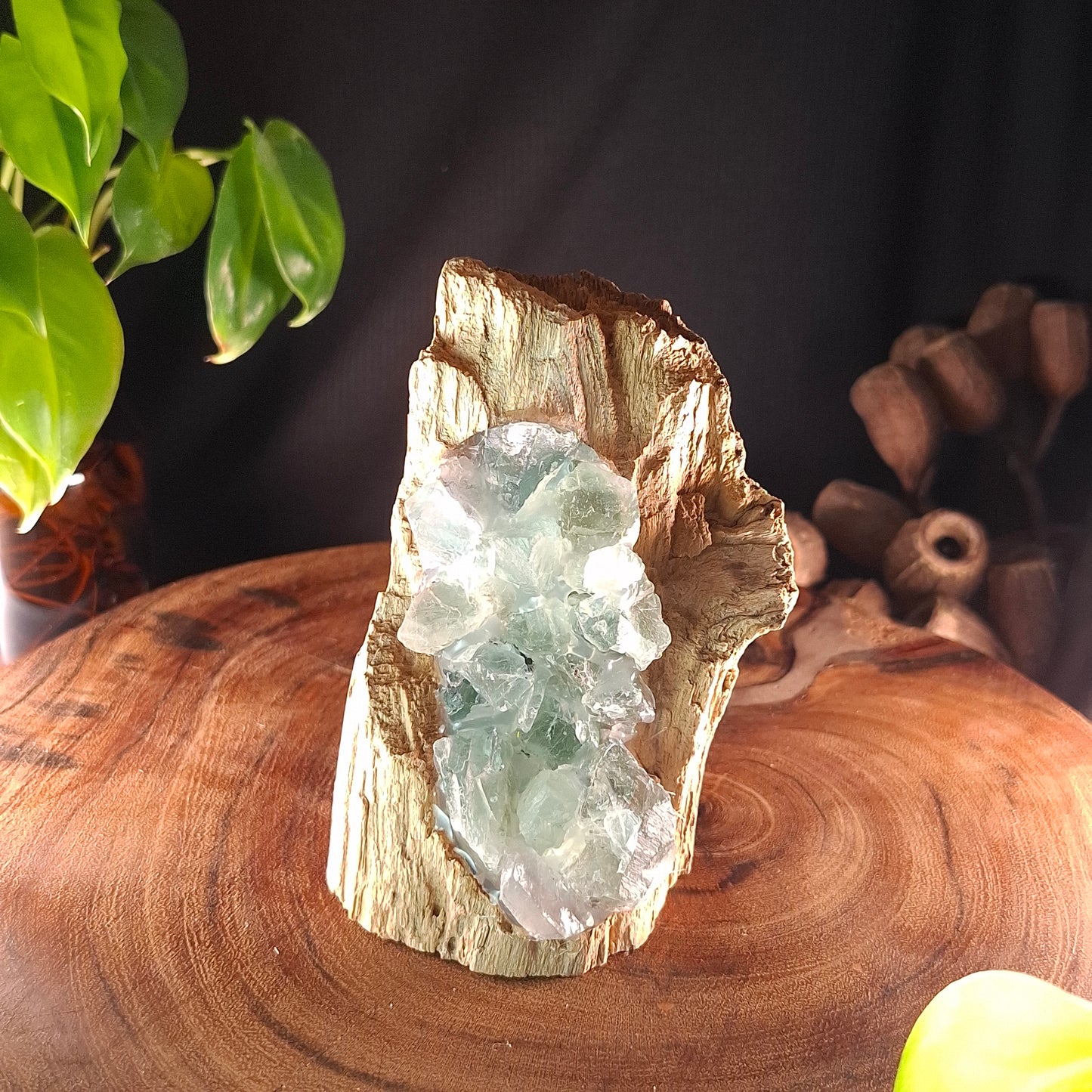 Raw Fluorite & Driftwood Artisan Crystal Lamp