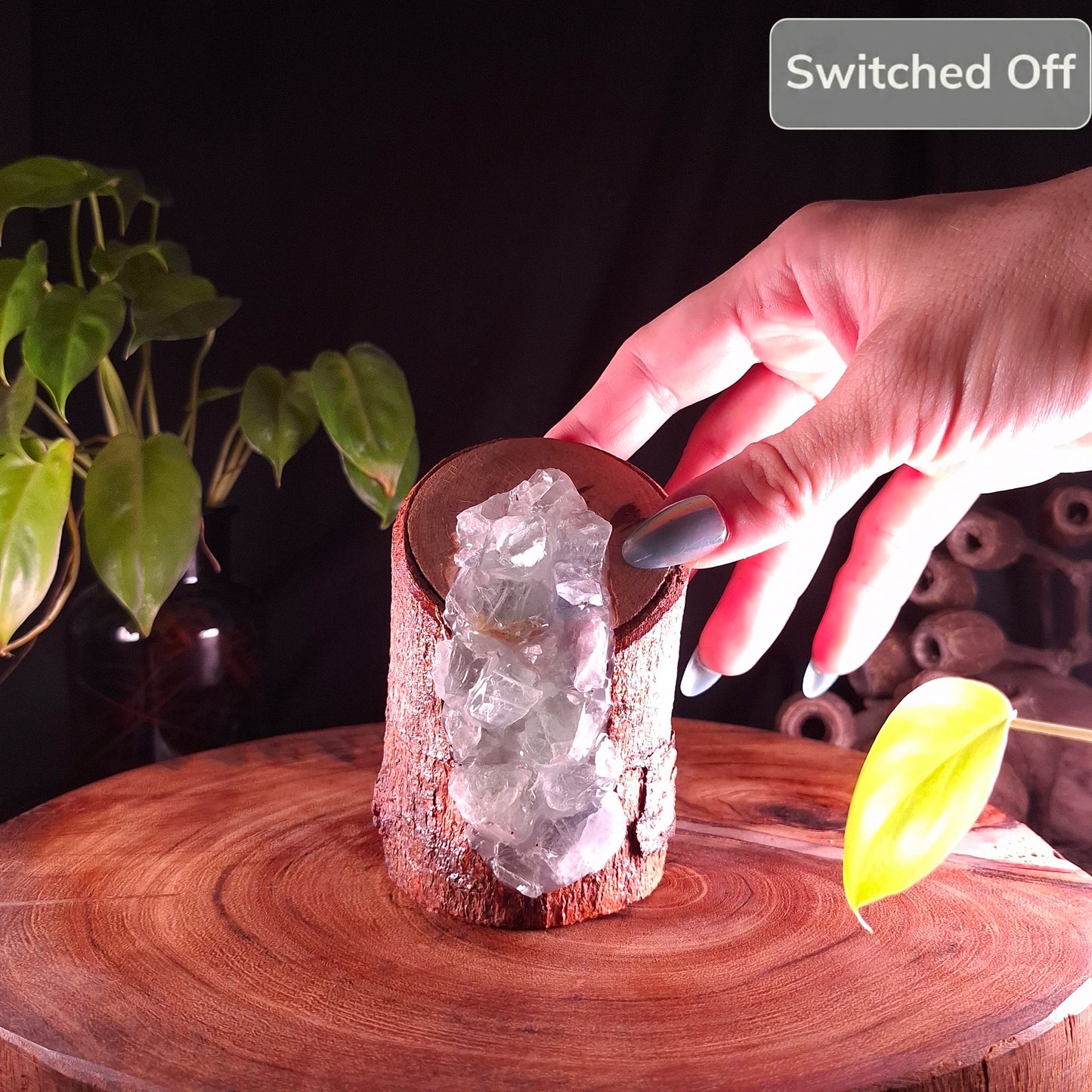 The Seafoam Fluorite & Fina Mahogany Lamp